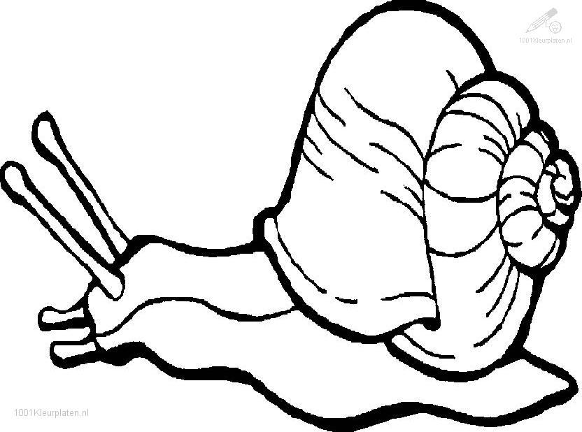 Caracol #2369