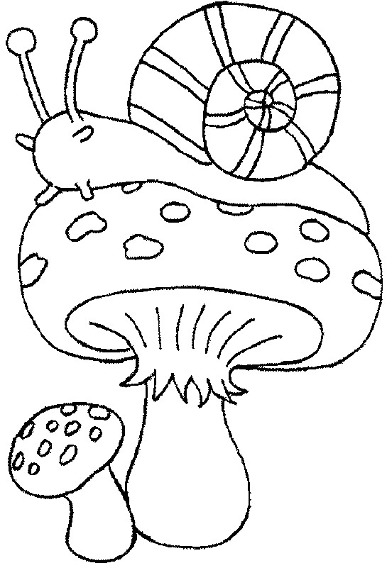 Caracol #2372