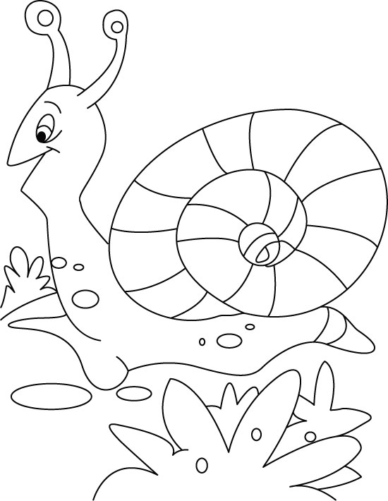 Caracol #2377