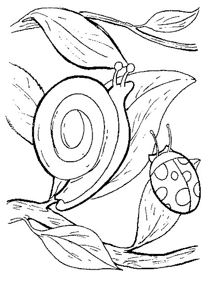 Caracol #2383