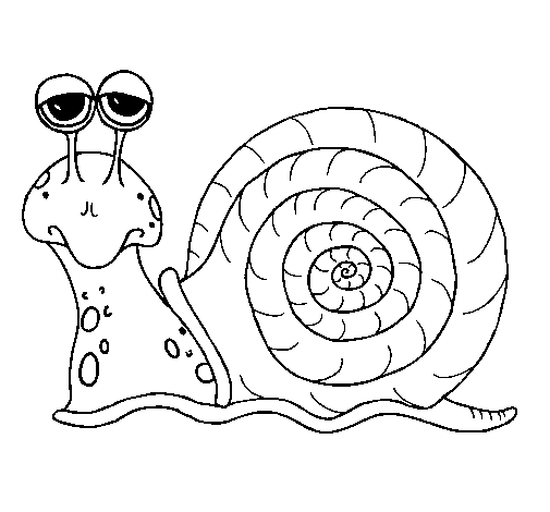 Caracol #2384
