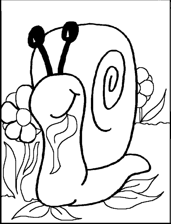 Caracol #2388