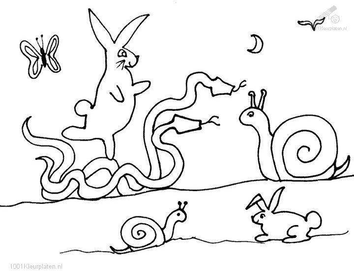 Caracol #2395