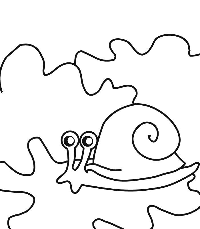 Caracol #2410