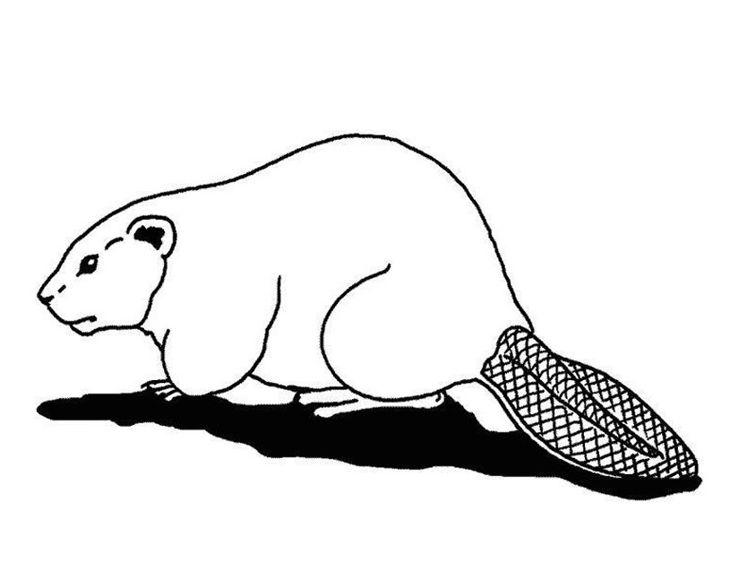 Castor #2434