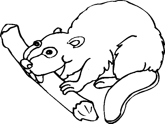Castor #2437