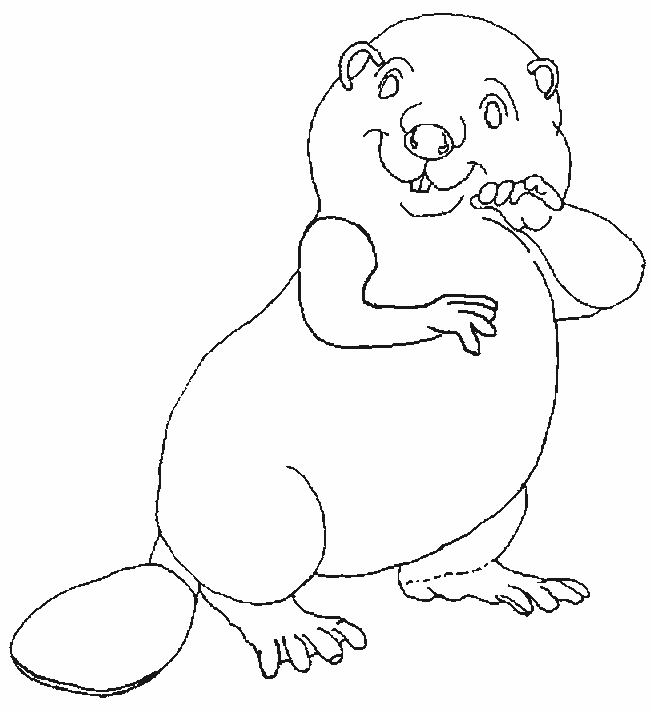 Castor #2440