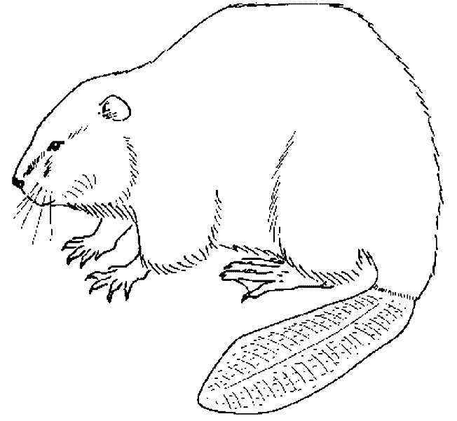 Castor #2448