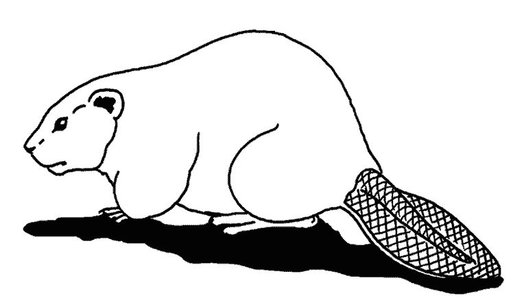 Castor #2455