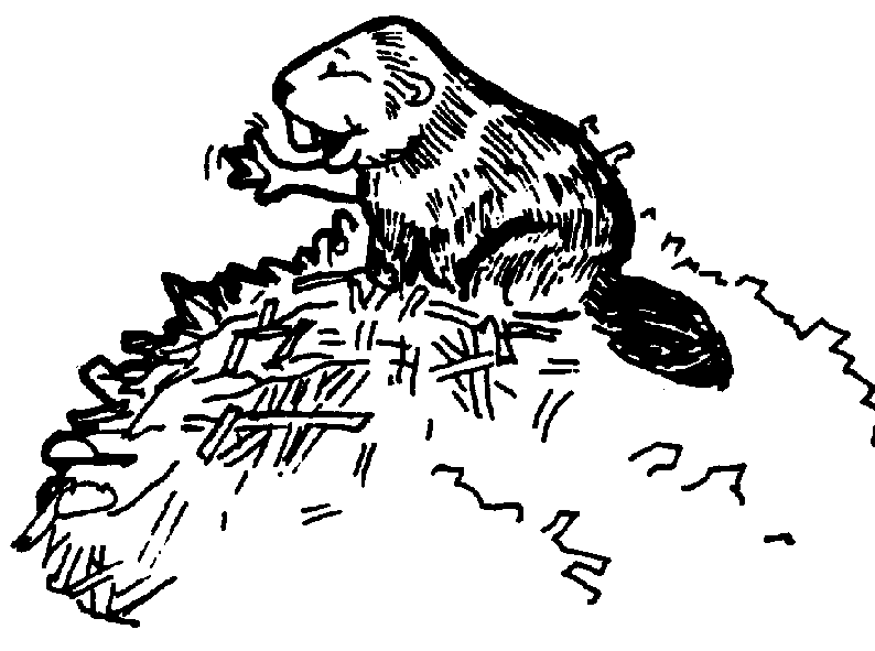 Castor #2462