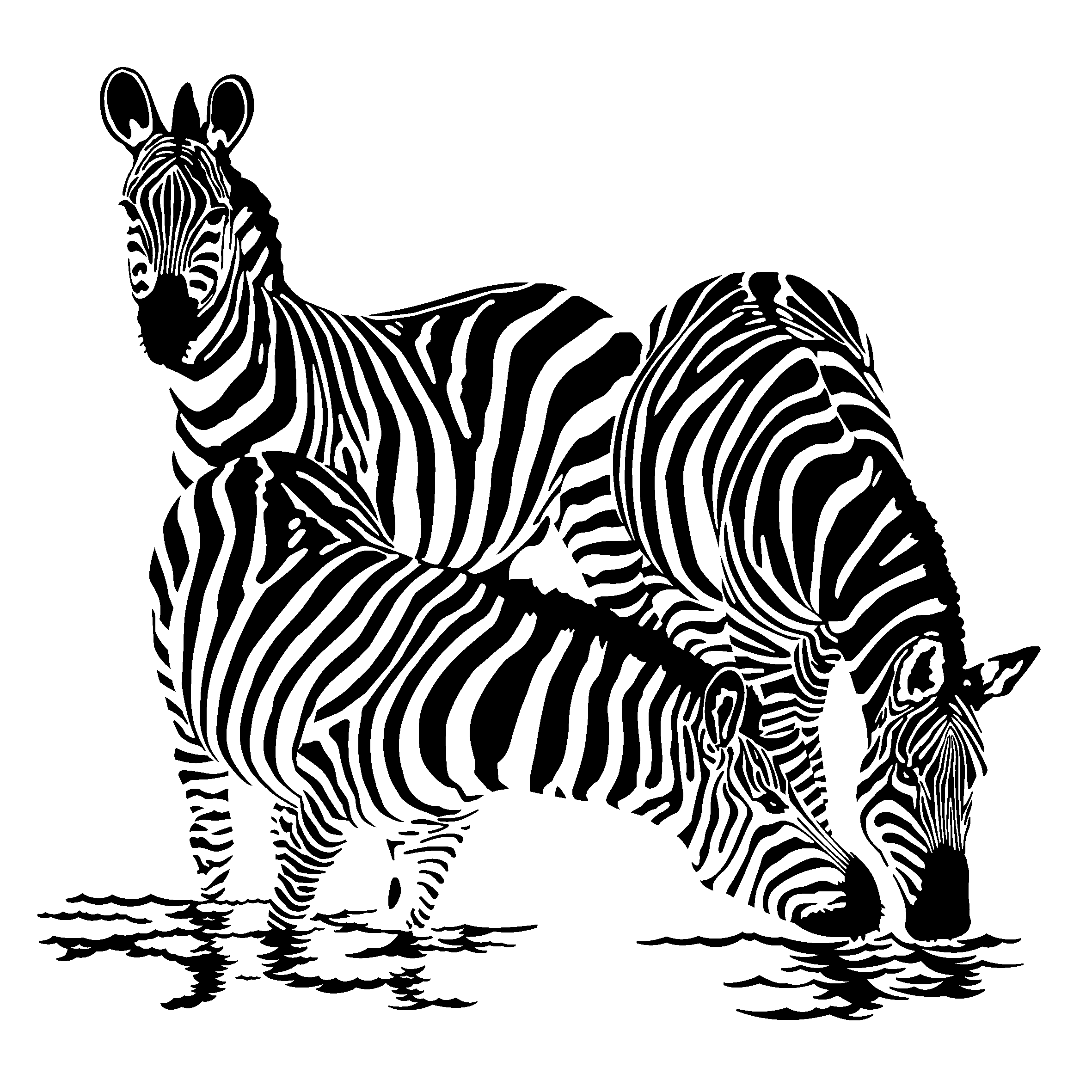 Cebra #2478