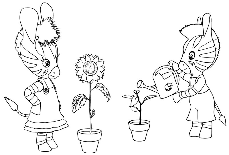 Cebra #2522