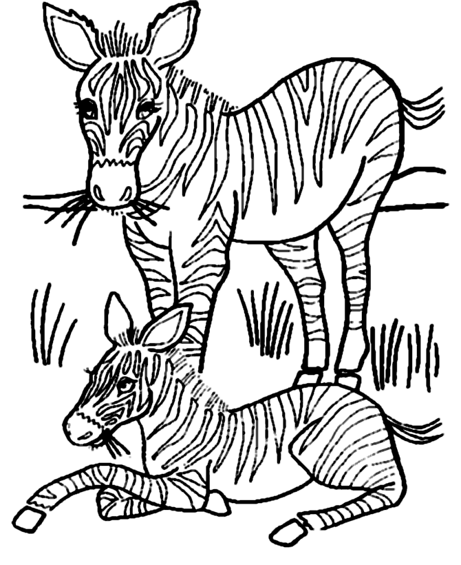 Cebra #2538
