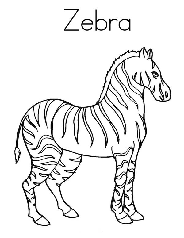Cebra #2587