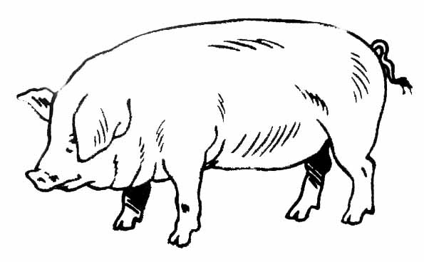 Cerdo #2598