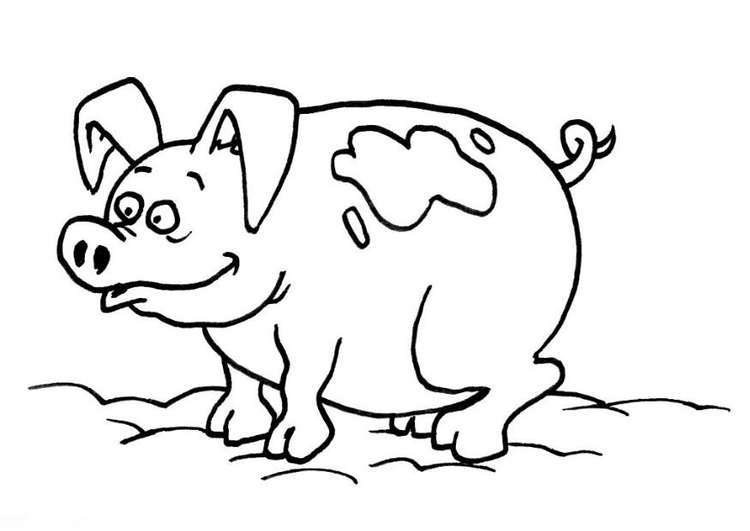 Cerdo #2617