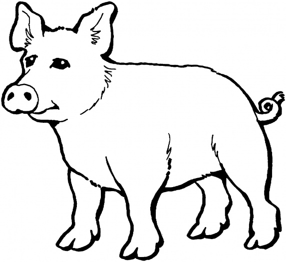 Cerdo #2631