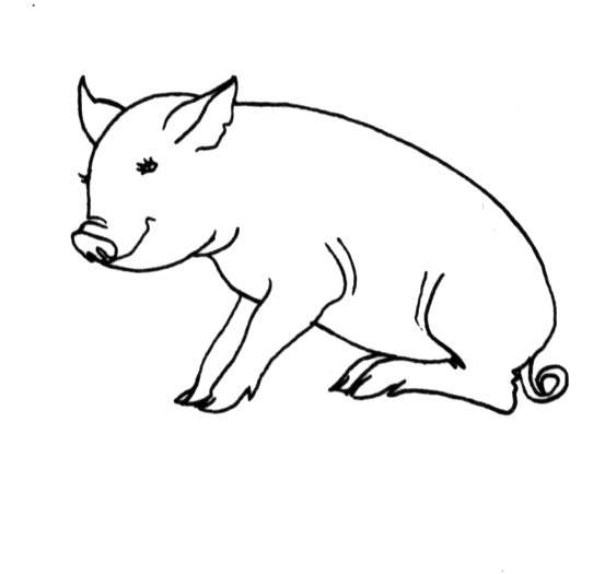 Cerdo #2659