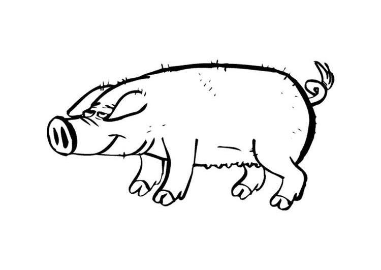 Cerdo #2667