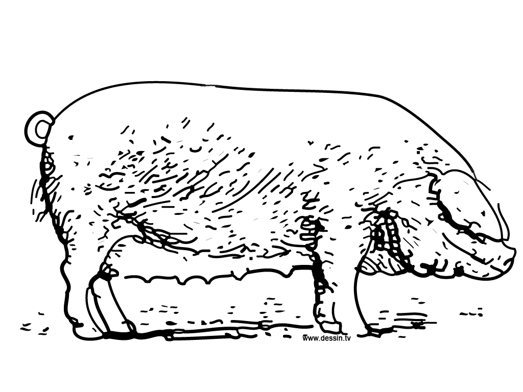 Cerdo #2672