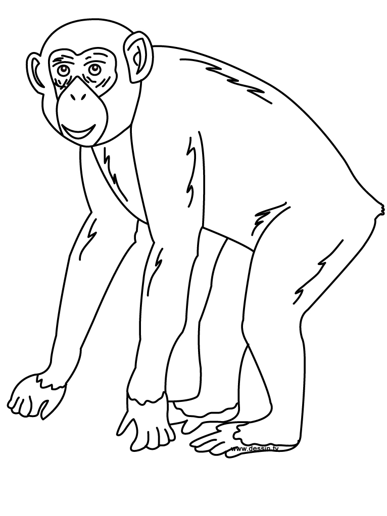 Chimpancé #2713
