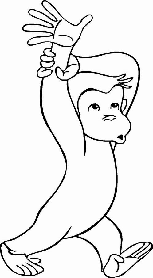 Chimpancé #2715