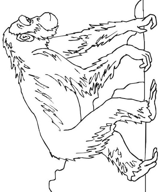 Chimpancé #2717