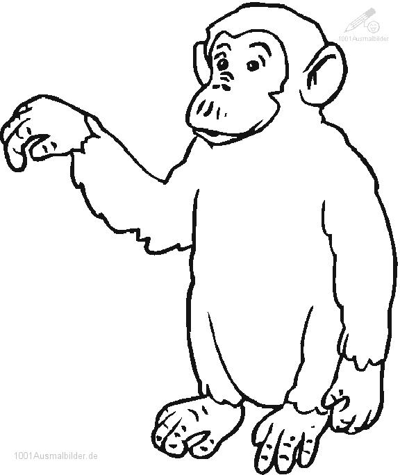 Chimpancé #2722