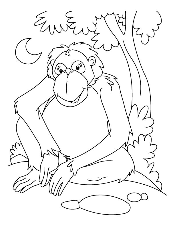 Chimpancé #2723