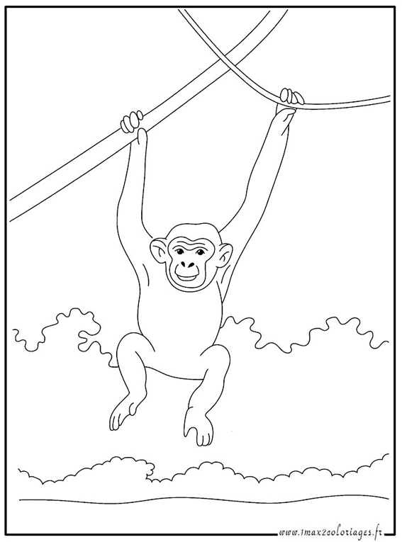 Chimpancé #2726