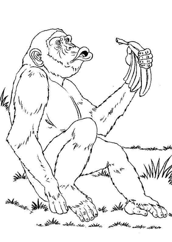 Chimpancé #2727