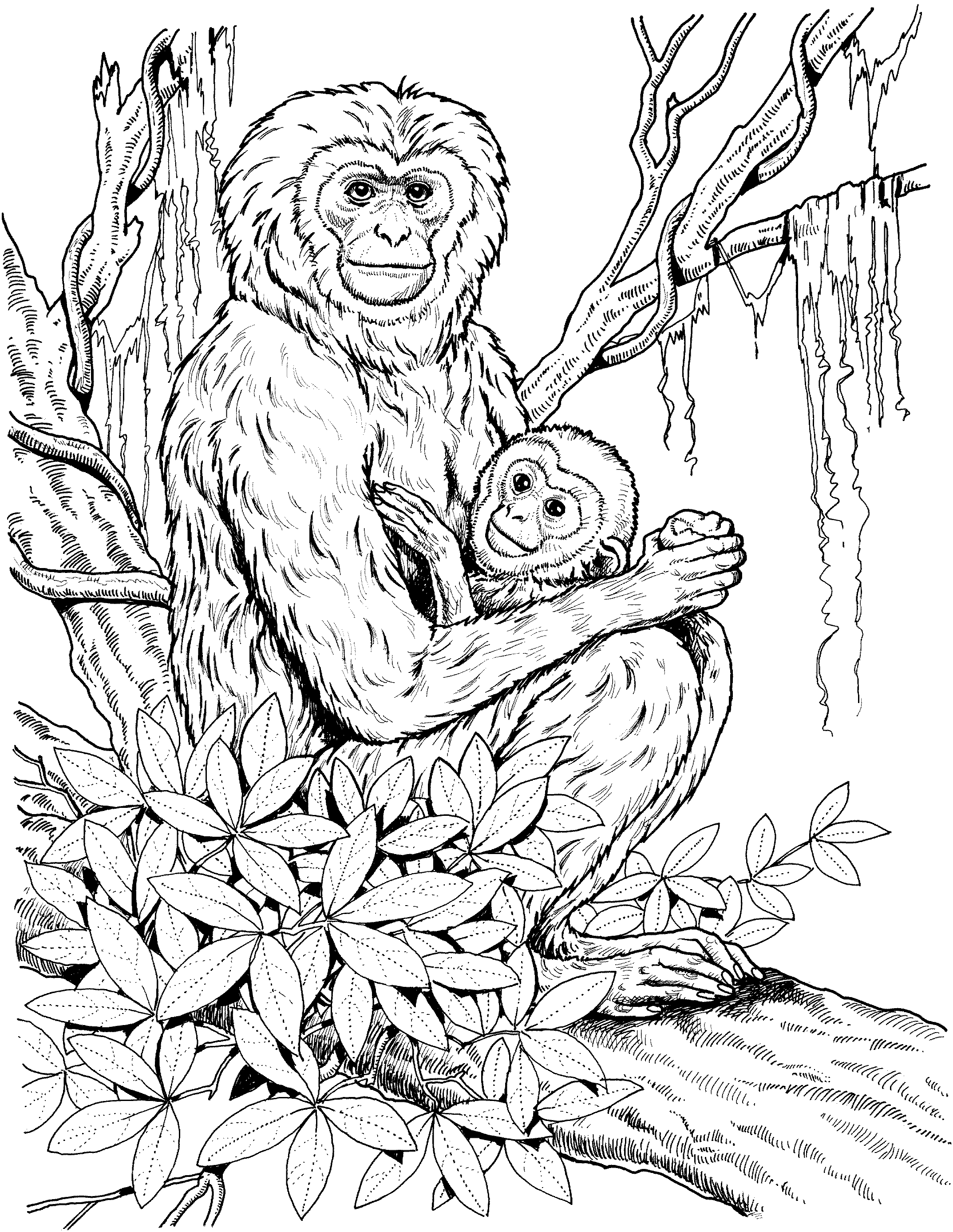 Chimpancé #2730