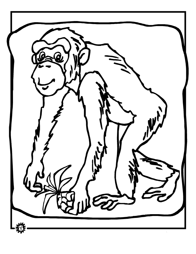 Chimpancé #2734