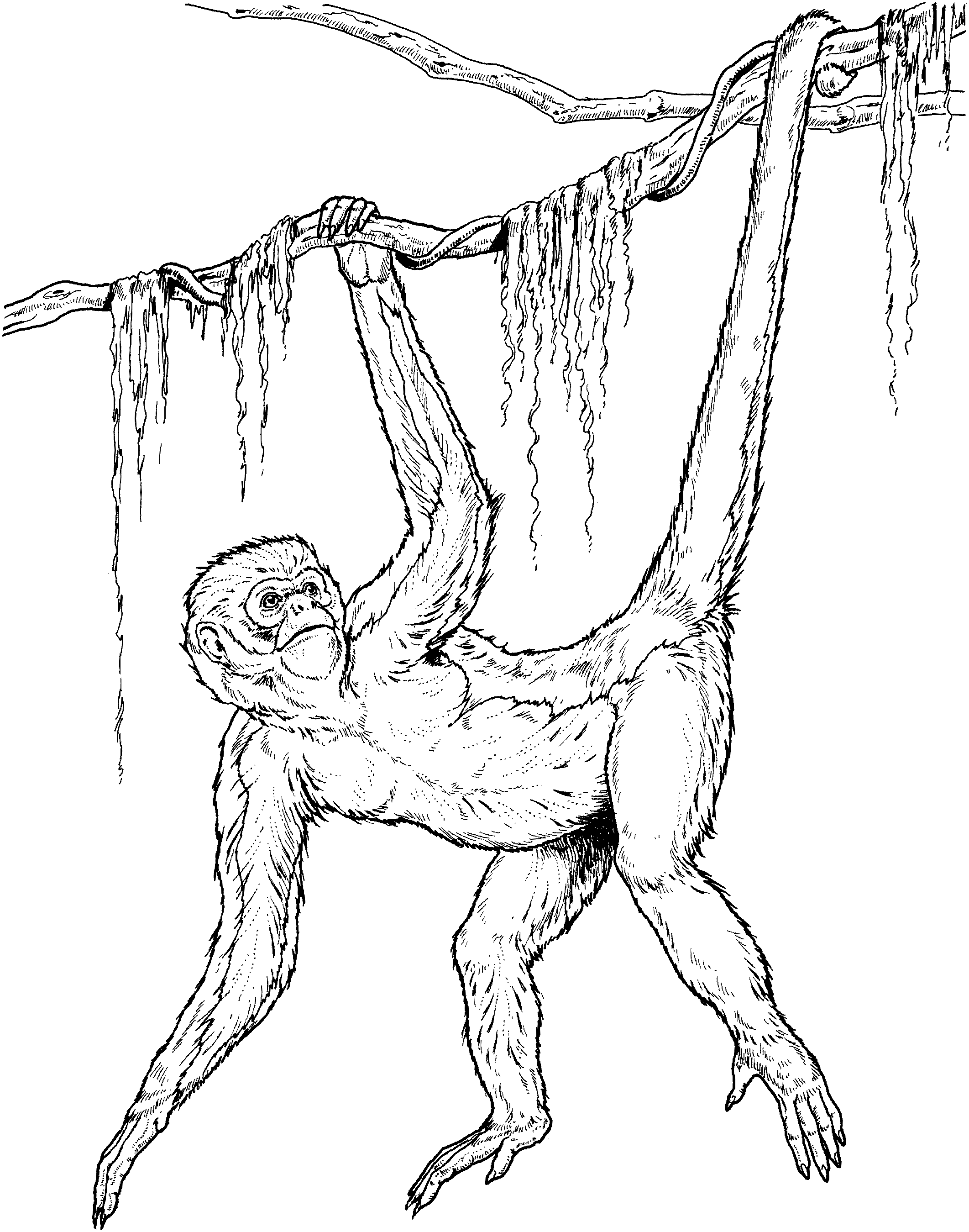 Chimpancé #2735