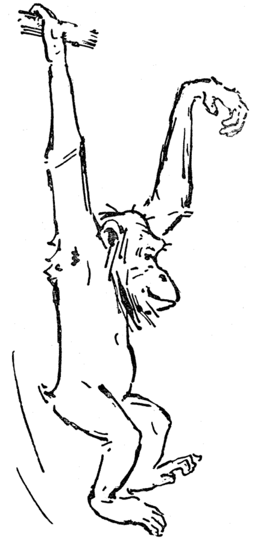 Chimpancé #2736