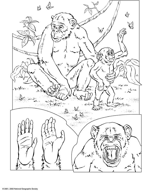 Chimpancé #2745