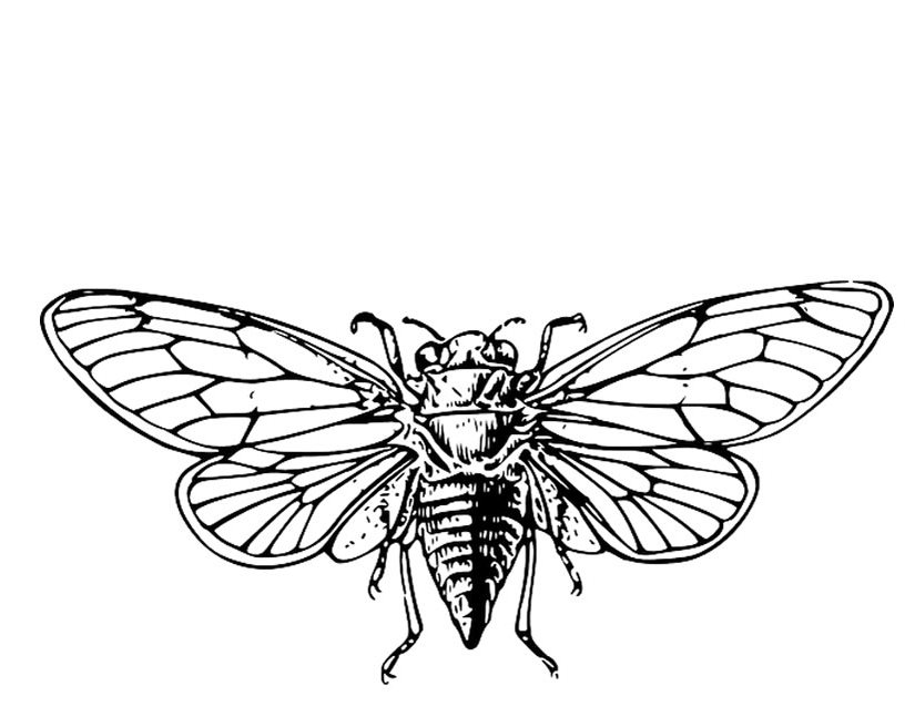 Cigarra #2755