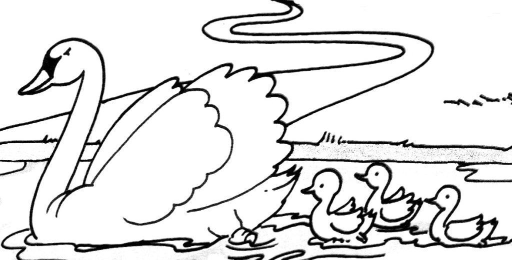 Cisne #2761