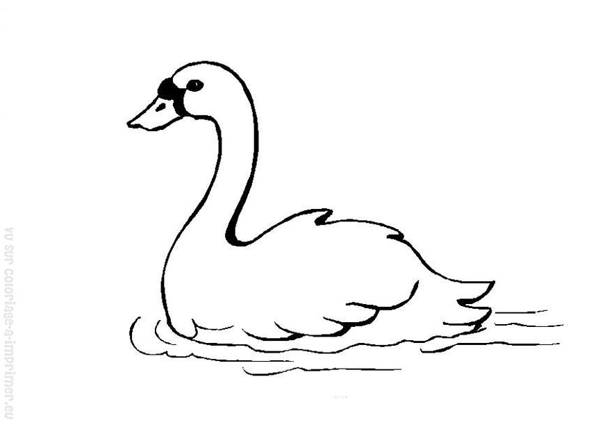 Cisne #2762