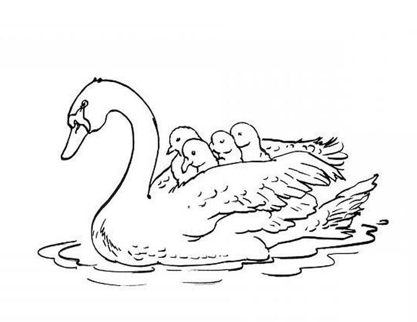 Cisne #2763