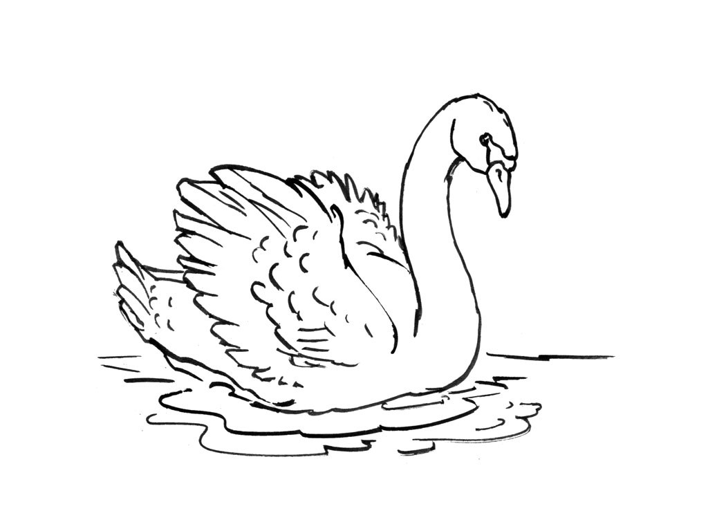 Cisne #2764