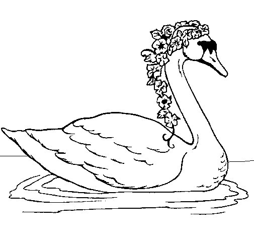 Cisne #2769