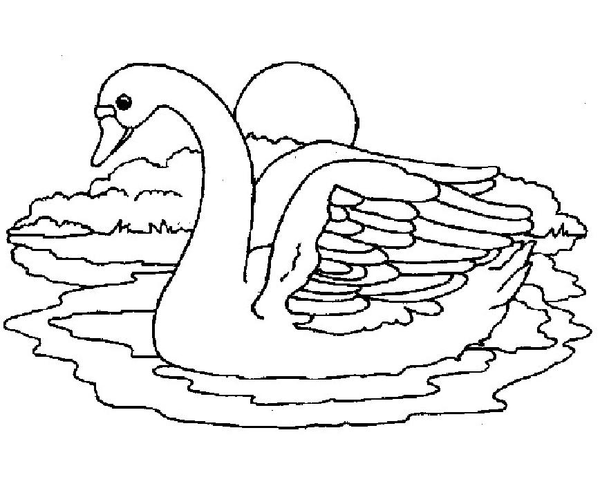 Cisne #2771