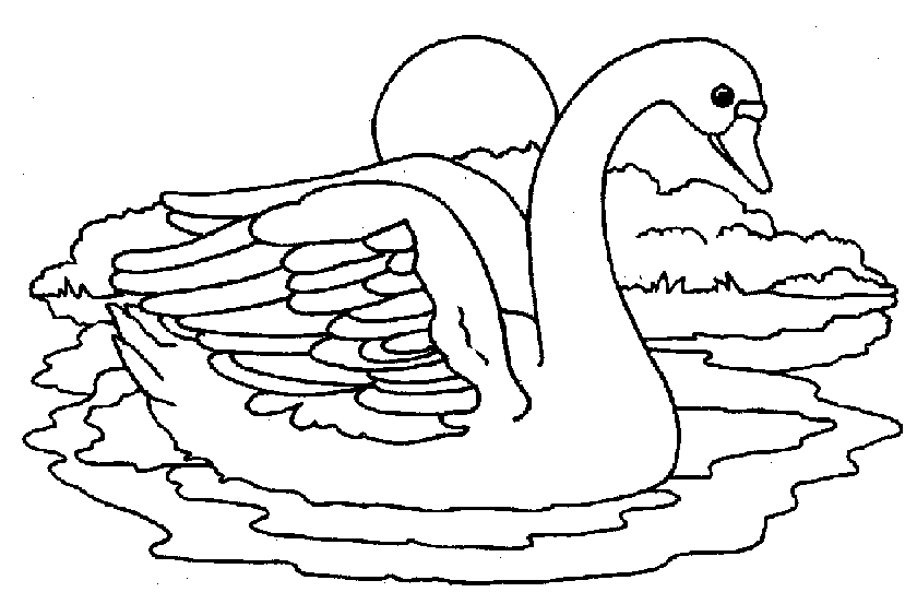 Cisne #2772