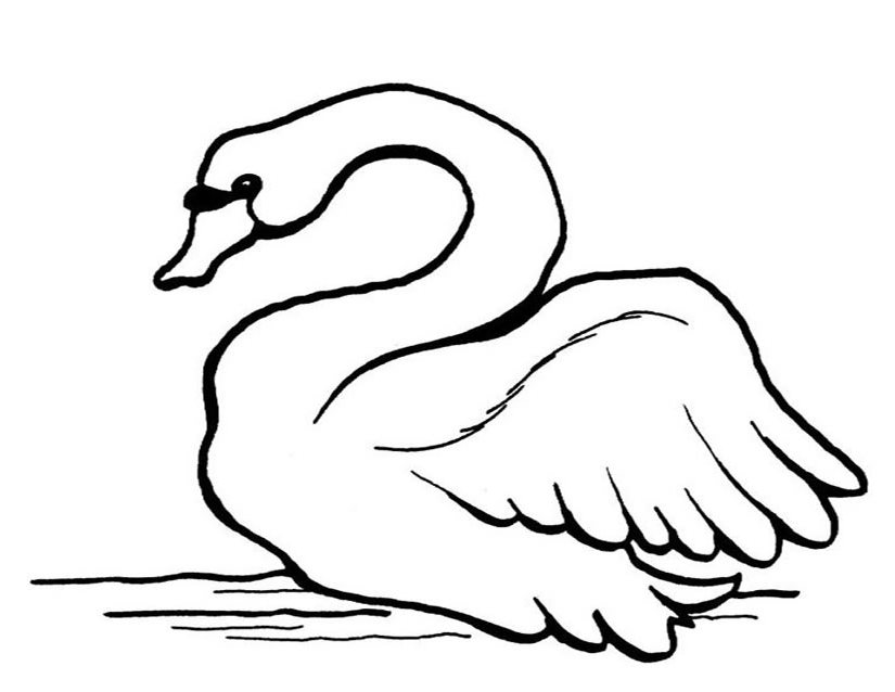 Cisne #2777