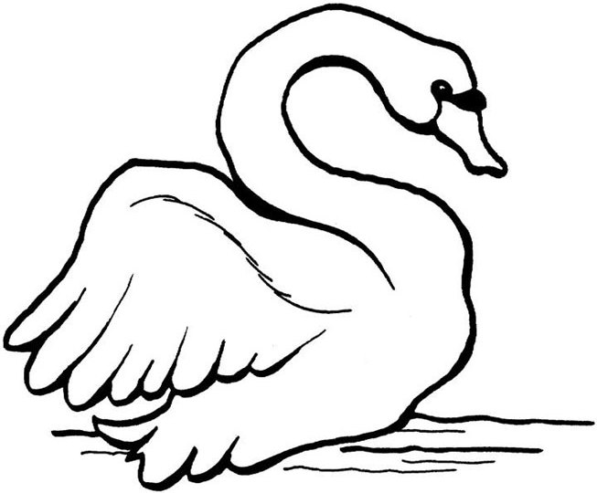 Cisne #2778