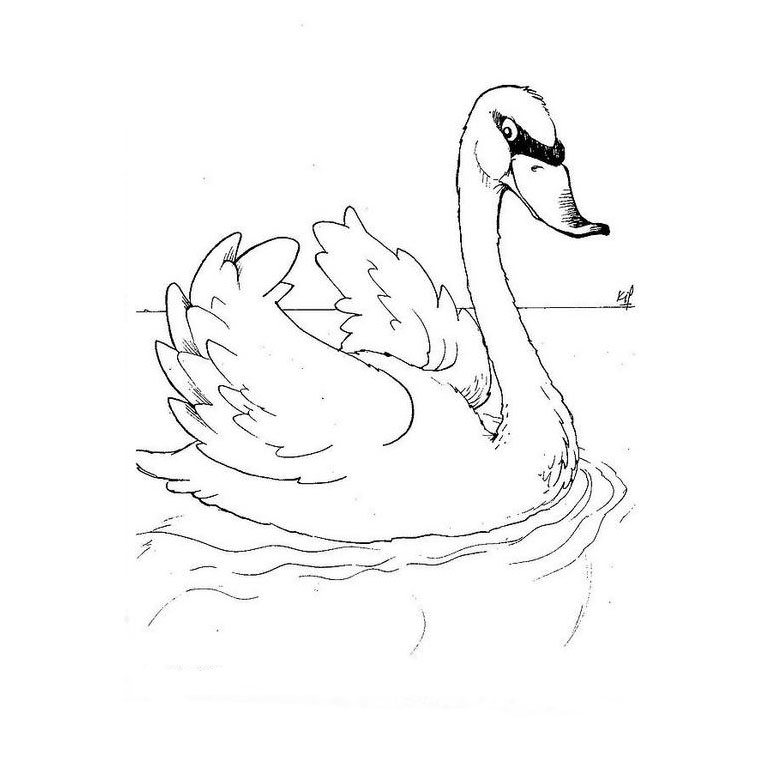 Cisne #2781