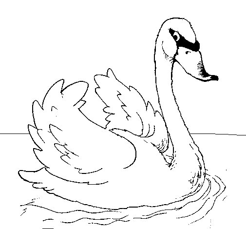 Cisne #2782