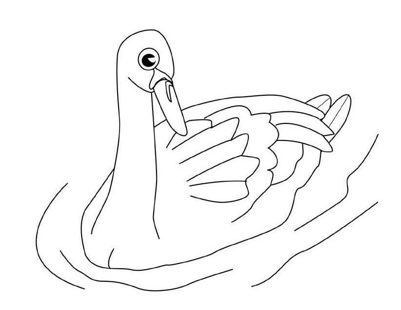 Cisne #2787