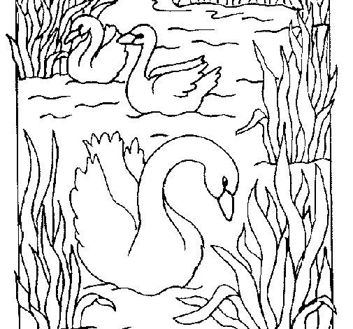Cisne #2789